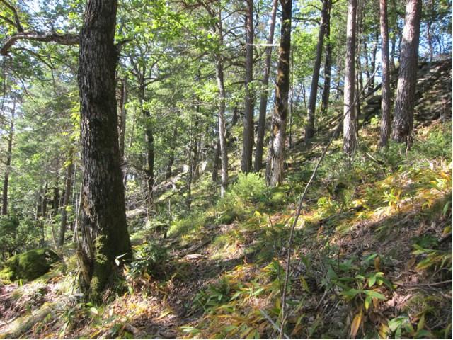 Verneplan for skog Tilrådning om vern av Holtsåsen naturreservat i