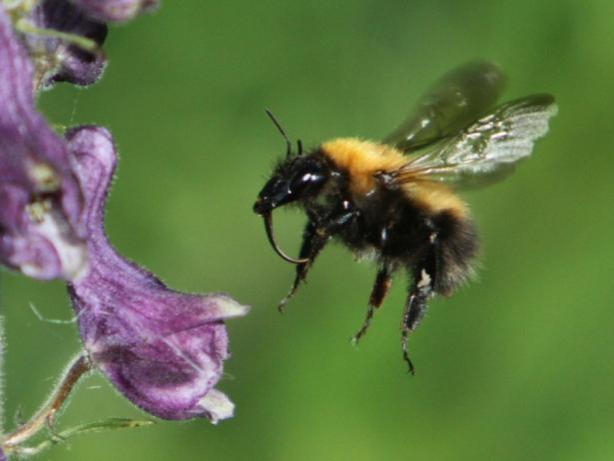 Ildsandbie Andrena