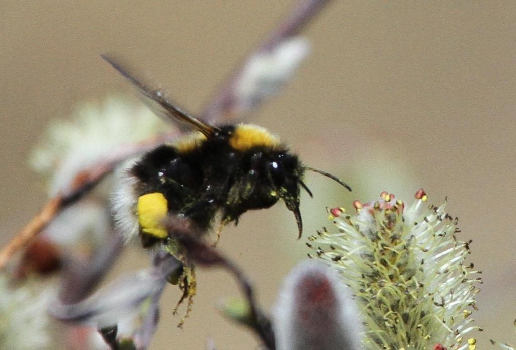 Bevaring av pollen- og nektarproduserende trær og