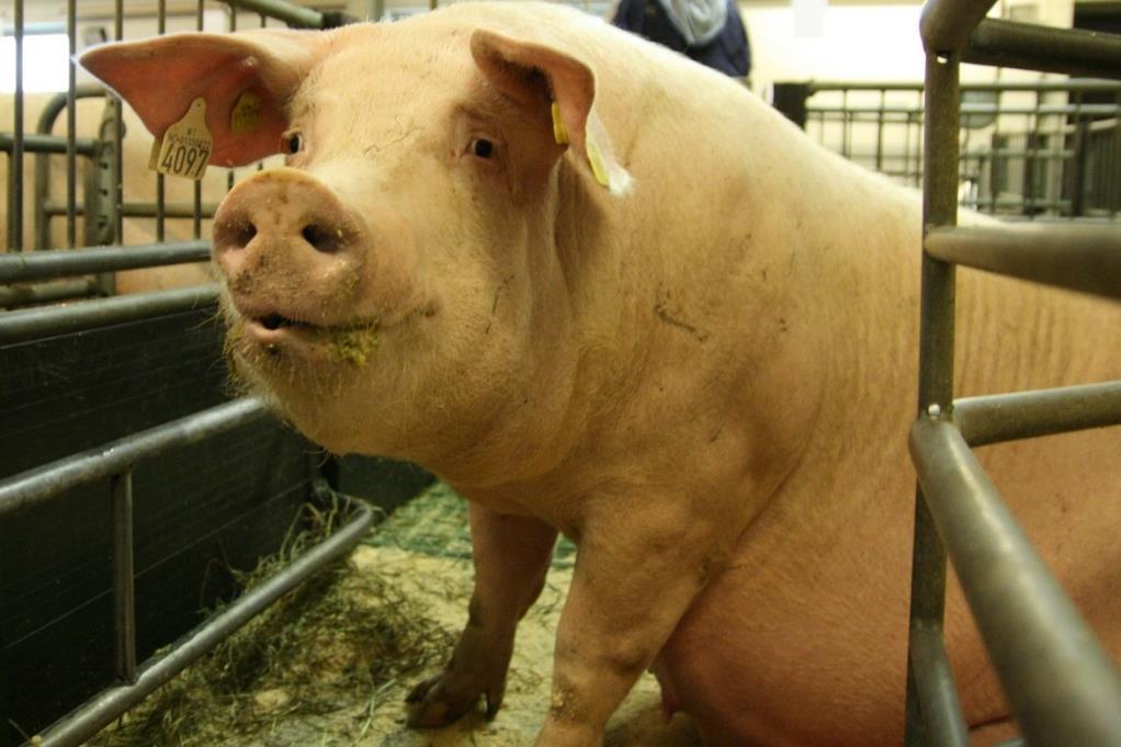 6 Svineproduksjonen Norges Bondelag er bekymret for markedssituasjonen for svin.
