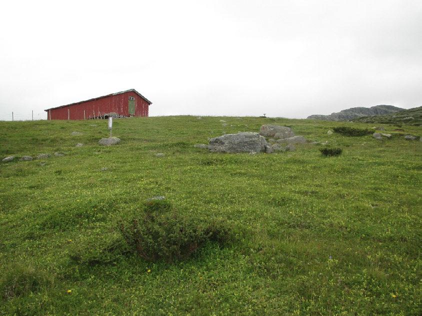 Figur 3. Kulturmarkseng nesten helt dominert av fjellmarikåpe øst for kveene på Storeskag. Foto: Bjørn Harald Larsen 14.8.2012.