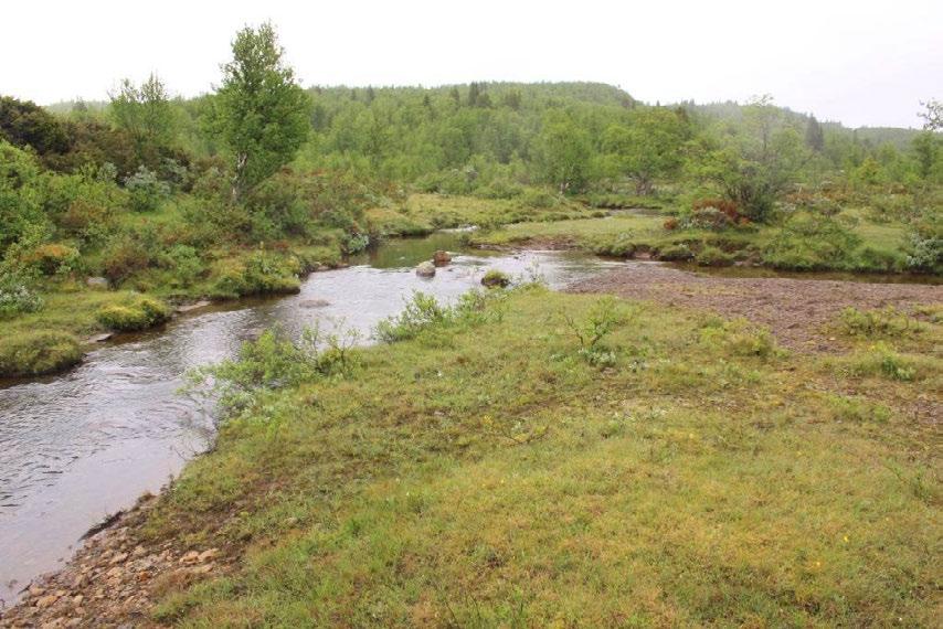Figur 7. Parti med noe basekrevende vegetasjon langs bekken som kommer inn fra nord. Foto tatt 7.7.2012. Foto: Geir Høitomt.