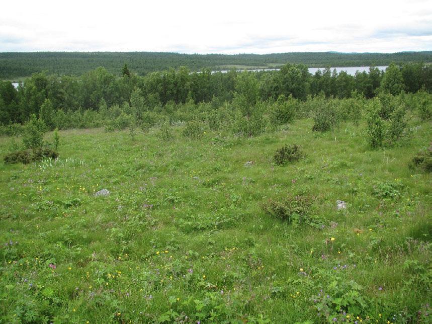 Figur 3. Nedre deler av lokaliteten er i ferd med å gro helt igjen med bjørk (ses også godt på ortofoto). Foto: Bjørn Harald Larsen, 18.7.2012.