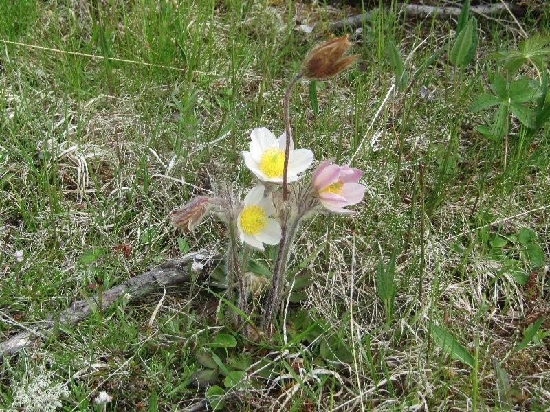 Figur 6. Mogop på Megardsetra, 27.6.2012. I juni 2012 ble fjellnøkleblom funnet inne på tunet ved turisthytta (9 individer i blomst samt 7 rosetter), nedenfor seterhusene på Megardsetra (6 ind.