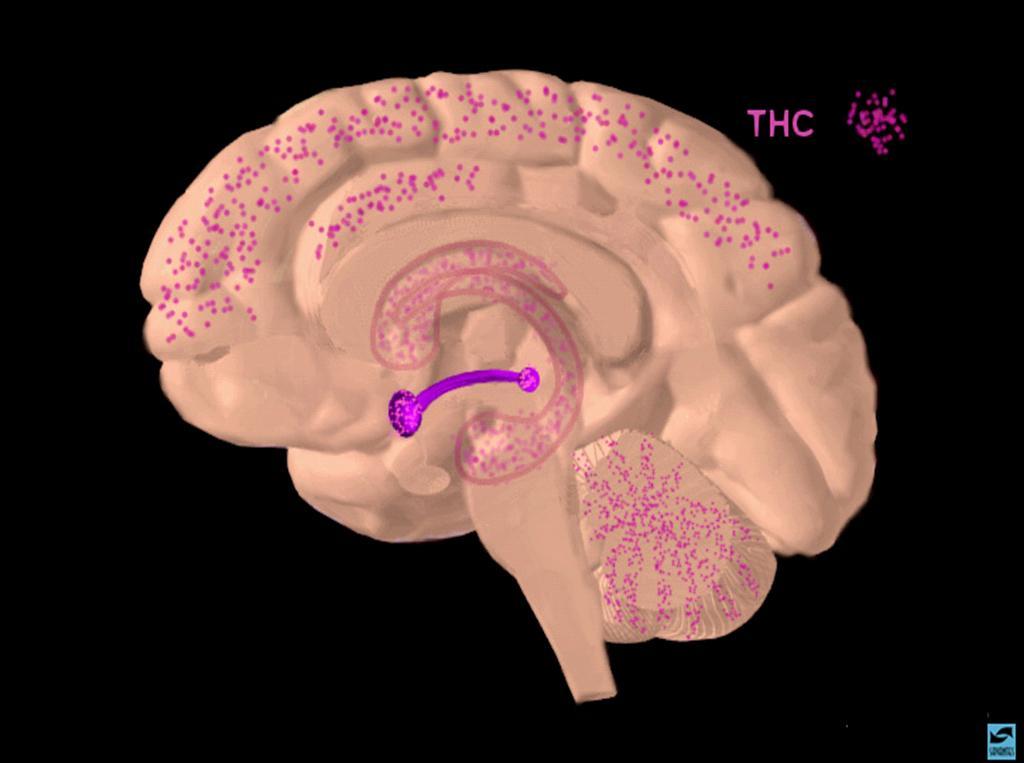 THC i hjernen Fremre hjernebark frontal cortex Hippocampus