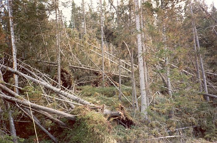 Hva med risikoen for kalamiteter?