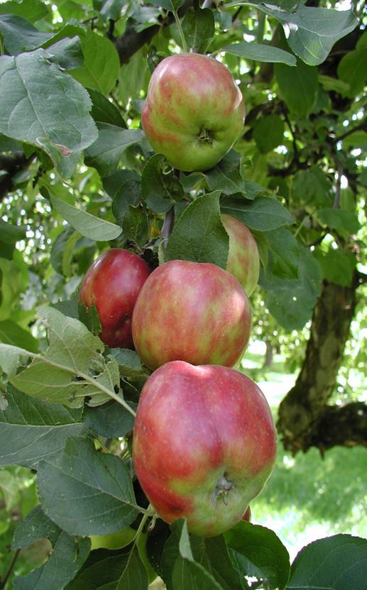 Eple, potet og opplysningsverksemd Avvikle marknadsbalansering på eple og potet Foreslår å