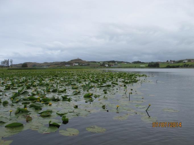 I kanalen fra pelsdyrfarmen registrerte vi krustjønnaks (Potamogeton crispus) arten ble ikke registrert ellers i innsjøen.