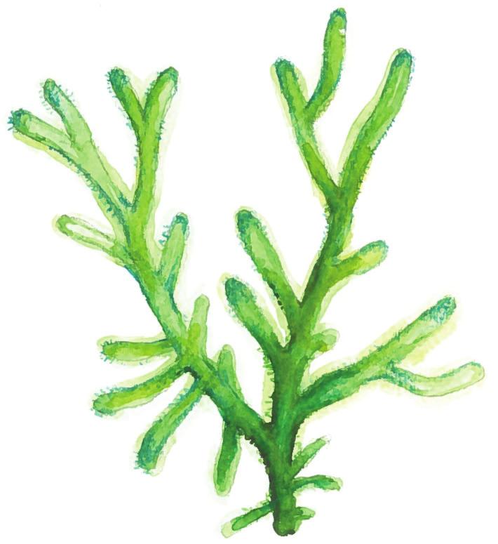 Både ankeret og algen har sleip og svampete tekstur.