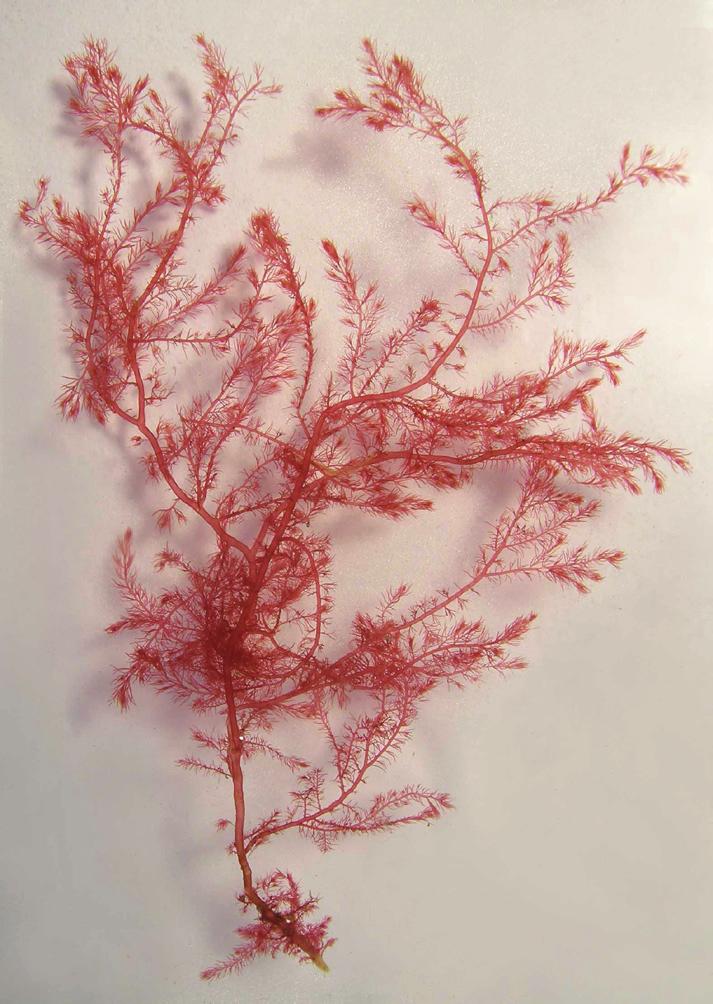 Lys til mørk rød alge, stilken er ca 2 mm tykk.