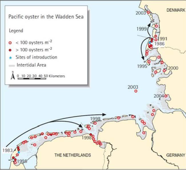 Introdusert for oppdrett til over 70 land Til Europa:1960-1985 Sterk spredning fra oppdrettsanlegg Første observasjon i Norge: 2005