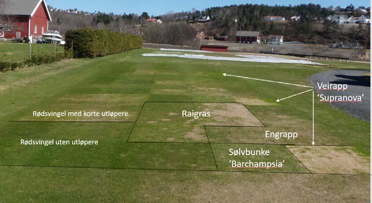 Anbefalt bruk av veirapp Bilde 5. Fra SCANTURF, utprøving av grasarter ved 15 mm klippehøyde, Landvik, 3.mai 2013.