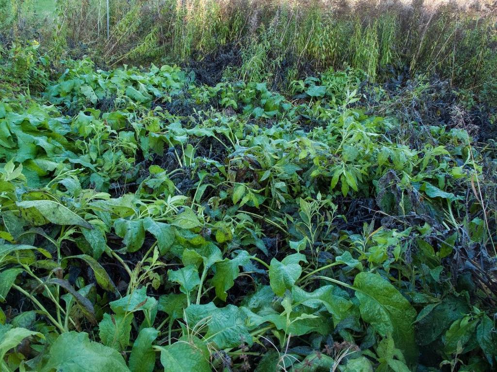 I tillegg forekommer det ubestemt hyll, snøballbusk, spirea og andre hageplanter på sørsiden av Julius Madsensvei. Figur 5: Valurt og kanadagullris på den gjengroende enga vest for bolighuset.