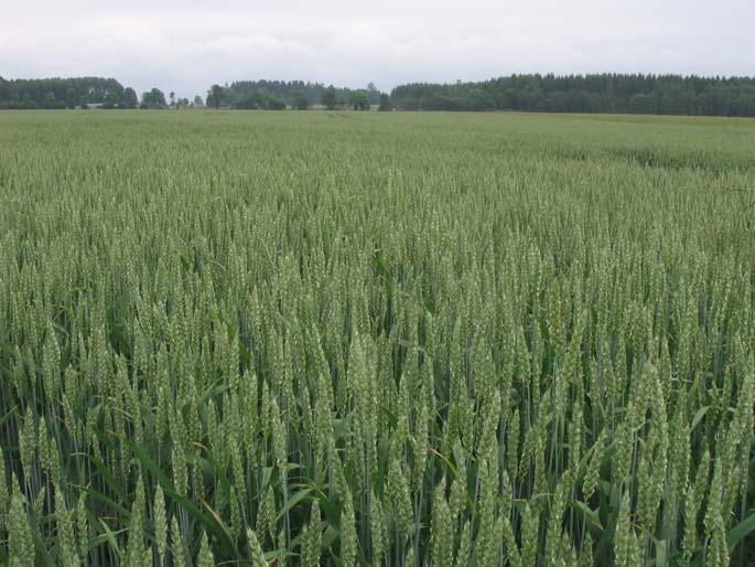 Bruk av husdyrgjødsel Husdyrgjødsel har ofte høgt innhold av fosfor og kalium i forhold til nitrogen. Normal gjødsling med husdyrgjødsel dekker ofte hele behovet for fosfor og kalium.