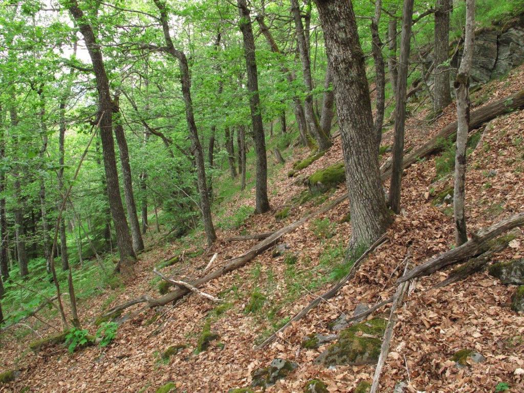 lågurt-eikeskog med gran i ekspansjon;