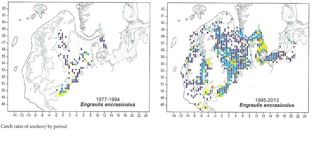 Eksempel på invaderende art Ansjos har økt i Nordsjøen, Ekspansjon fra den sørlige