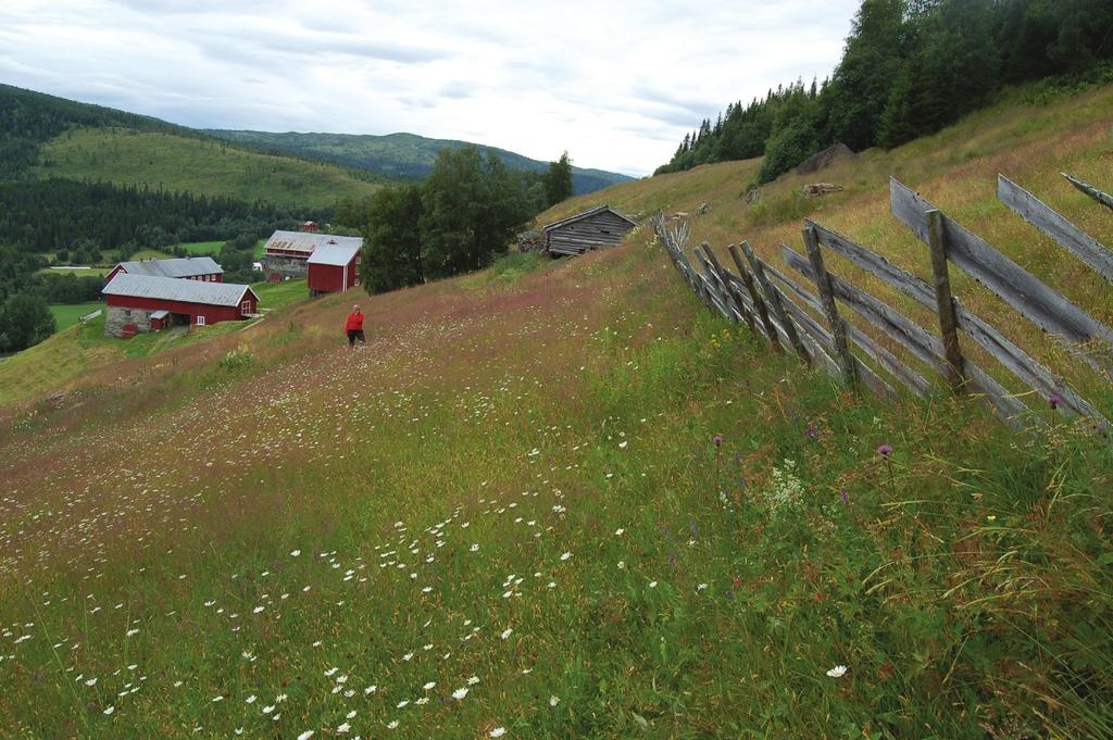 Figur 1. Fra lågurtenga (blomstereng med prestekrage) mot vest med sommerfjøset (til høgre) og Oppgården. Gjerdet (bakhalla) i forgrunnen skiller slåttemarka og beitemarka. 20.7.2009.