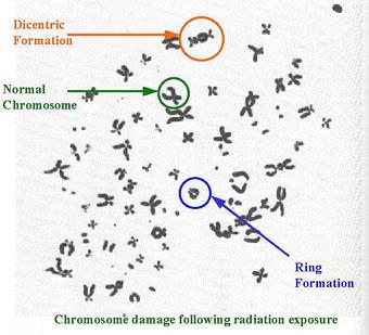 Kromosomskade Stråling kan gi synlig kromosom-skade Skaden er synlig ved lysmikroskopi