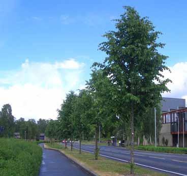 Plassering: Avstand asfaltkant 3,2 m, hvit stripe 3,3 m, rabattbredde 4,2 m. Trærne står i grasbakke lavere enn vegen. s målpunkt: Universitetet for miljø- og biovitenskap.