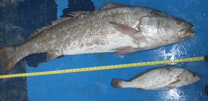 מוסר ים. למעלה: דג בוגר במשקל 20 ק"ג, כפי שנידוג בעבר בשלל הדיג החופי.