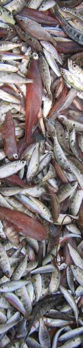 תקציר מנהלים ענף הדיג בים התיכון נמצא במשבר כלכלי, חברתי ואקולוגי בעקבות ניהול שגוי. רפורמה בענף תגדיל את הרווחה החברתית, תספק יותר דגים באיכות גבוהה ותמזער את ההשפעות השליליות.
