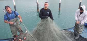 הכשל המבני בענף הדיג בים התיכון ענף הדיג הנוכחי בנוי עם כשל מובנה.
