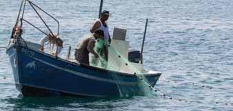 ענף הדיג בים התיכון כולל 4 קבוצות דייגים מרכזיות, השונות במספר הדייגים, בכמות השלל הנתפסת, ובהשפעתן על הדגה.