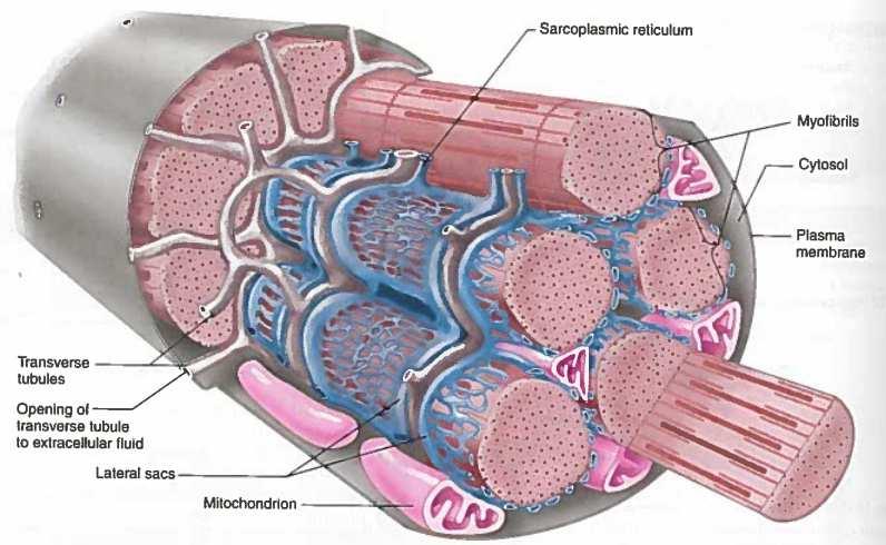 GENERELL BAKGRUNN Hver muskelfiber (muskelcelle) består av mange parallelle myofibriller. Sarkoplasmatisk retikulum (SR) danner en serie av segmenter rundt hver myofibrill.