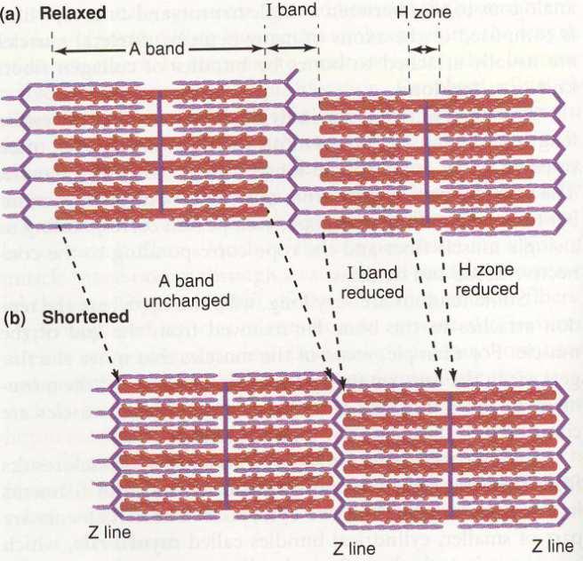 B) Orienteringen av tykke og tynne filamenter ved avslappet (a) og sammentrukket (b) muskel (Widmaier et al.