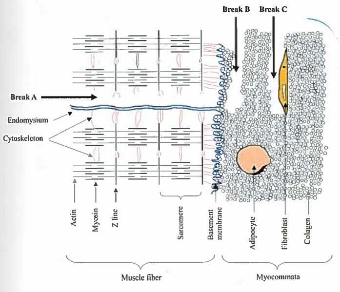 GENERELL BAKGRUNN 5) (Skjervold, 2002; Taylor et al., 2002). Andre mener det kan være proteiner knyttet til z- linjen som blir nedbrutt med påfølgende rigor oppløsning (Strasburg et al.