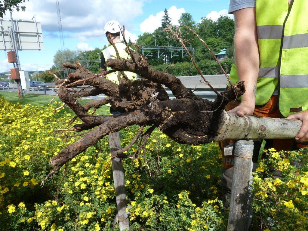 Gråpoppel, Populus canescenc plantet i 2010 Treet var