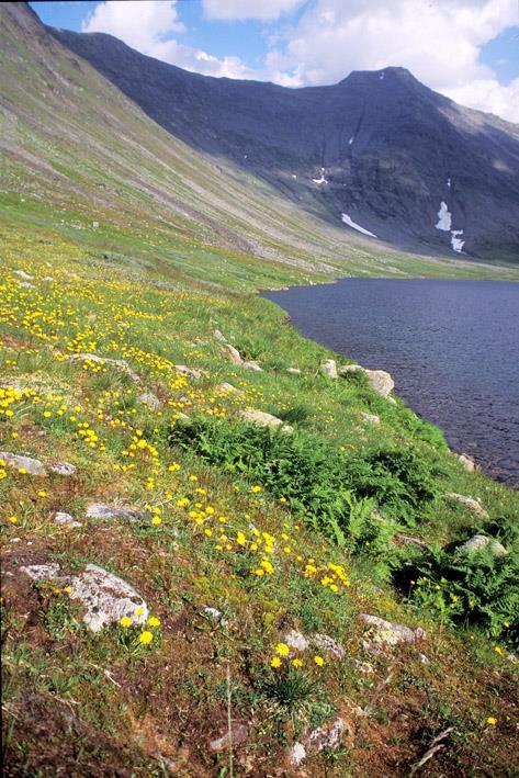 Fiskåa/Åarkanjohke har vært kjent som den viktigste gyteelva for røya (Sivertsen 1947).