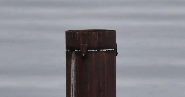 6.2 Fuglesøylene i Ilsvika Så langt har ikke søylene fungert etter intensjonen. Det var forventet at artene tjeld, fiskemåke og makrellterne skulle ta i bruk søylene som hekkeplass.