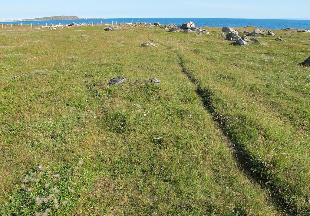 landskapsnivå. Høyere diversitet i høy vegetasjon kan komme av økt strukturell diversitet. Söderström et al.