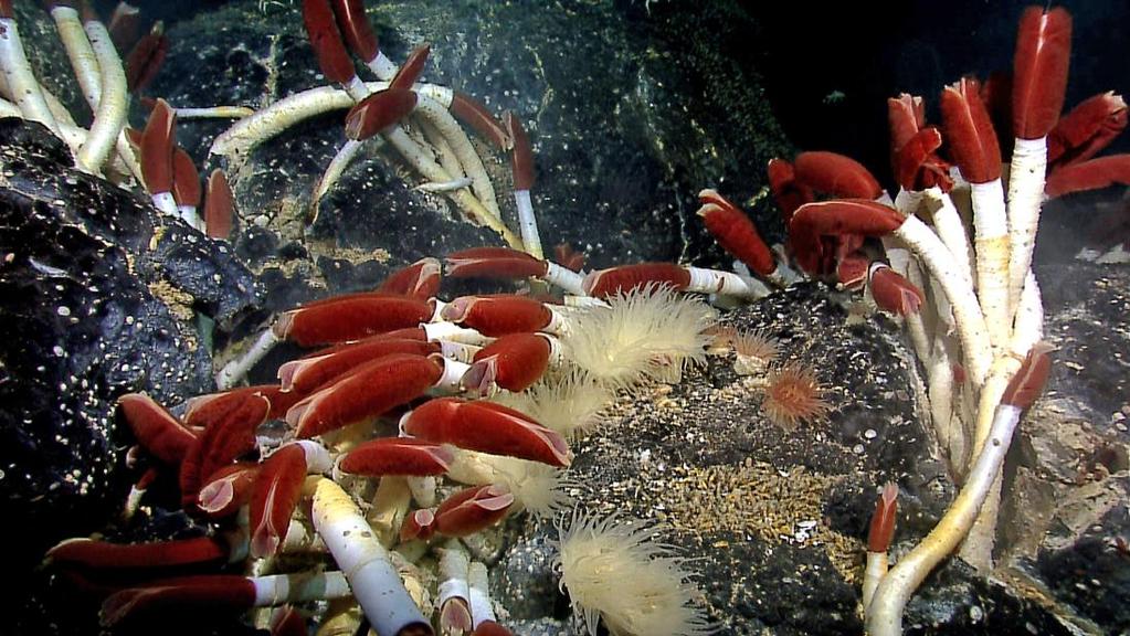 Svarte skorsteinar /hydrotermale ventiler Unike næringskjeder med bakterier som første