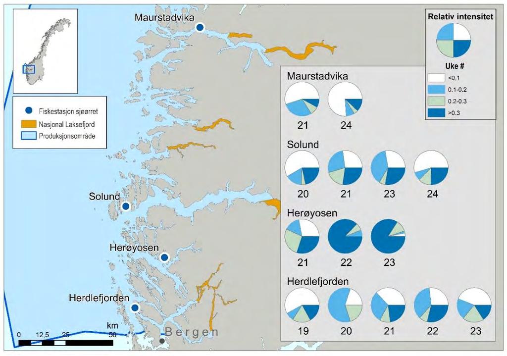 Figur 21. Kart over stasjoner for ruse og garnfangst av sjøørret i Nordhordland og Sogn og Fjordane. Sektordiagrammet illustrerer relativ mengde lus på sjøørret.