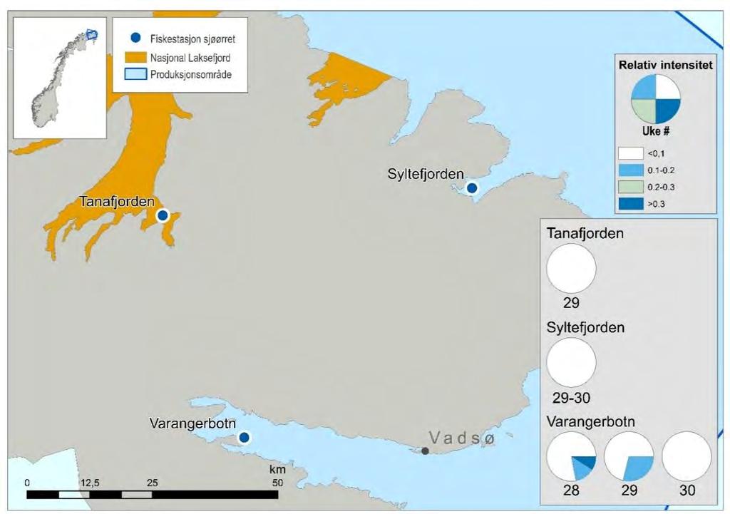 Figur 51. Kart over stasjoner for ruse og garnfangst av sjøørret i Finnmark øst. Sektordiagrammet illustrerer relativ mengde lus på sjøørret.