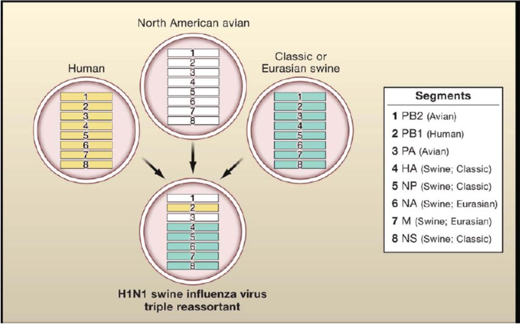 6 2009-viruset, reassorteringen Anm:noen karakteriserer det som quadruple reassortment