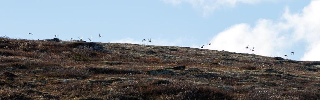 3. runde, 10 min: 18. slipp: Prima Luba (Prima tid til gode fra sin 2. runde) Prima jakter utmerket i marsjretning. Luba slår seg ut til siden.