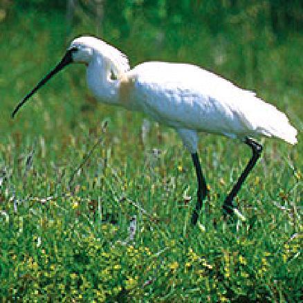 Platalea leucorodia lopatar Statut: Specie periclitata Biotop: lacuri si balti cu stufaris des, în apropierea unor suprafete de apa libera cu fund mocirlos (habitat trofic) Raspândirea în România: