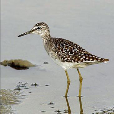 Tringa glareola - Fluierar de mlastina Habitat: Este o specie nordica destul de comuna în mlastini si cu rogoz, de asemenea în padurile umede de mesteacan din regiunile montane de pe taiga.