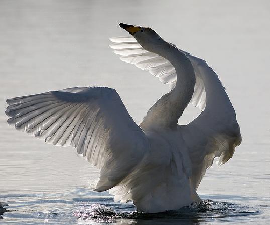 Cygnus Cygnus - Lebada de iarna - Cygnus cygnus Generalitati: O pasare foarte sfioasa si retrasa, ocrotita prin lege. Descriere: (145 cm).