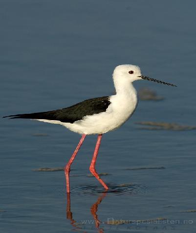 Himantopus himantopus piciorong Statut: Specie periclitata Biotop: Mlastini eutrofe cu apa putin adânca (maximum 20-25 cm), cu plaje nisipoase sau mâloase si vegetatie joasas smârcuri pe tarmurile