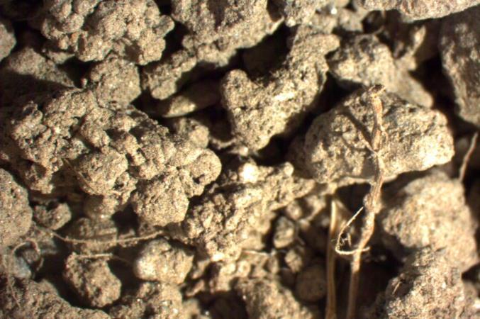 Bildet viser små og store jordaggregater (grynstruktur) forstørret fire ganger, samt et par døde røtter (nede til venstre) og litt planterester. Foto: Reidun Pommeresche, NORSØK.