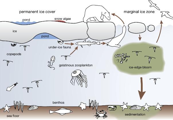 biodiversity (many different species) and high production makes the area particularly vulnerable.