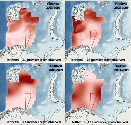 Research cruises to estimate whale populations in the Barents Sea indicate that there are approximately 36 000 Minke whales, 000 fin whales and 500 humpback whales in the Barents Sea during summer