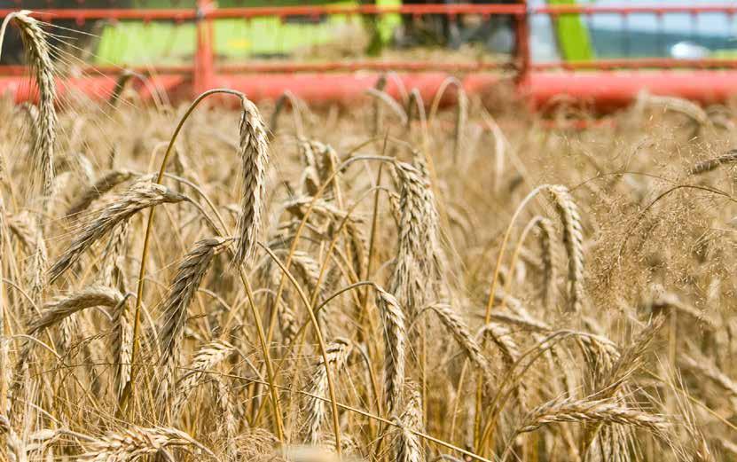 Korn Markedssituasjonen Høsten 2011 ga små avlinger med 972 400 tonn salgskorn. Ugunstige vekst- og innhøstingsforhold resulterte videre i redusert kvalitet på både mat- og fôrkornet.