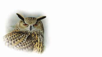 Snowy owl, Rough-legged hawk Artist: Viggo Ree Arrangement: Enzo Finger Denomination: Domestic (NOK 14), NOK 21,