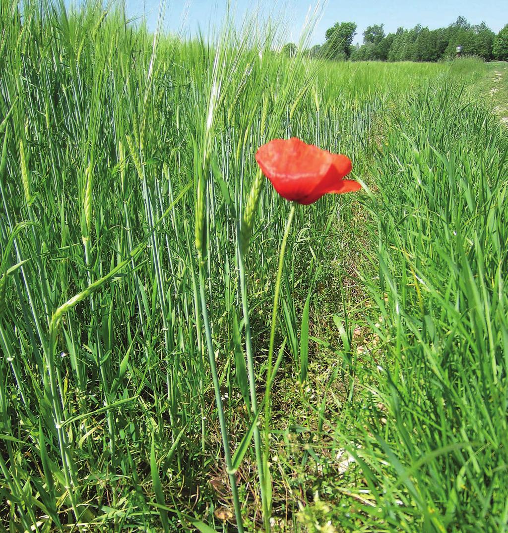 JUNIJ 2012 Glasnik