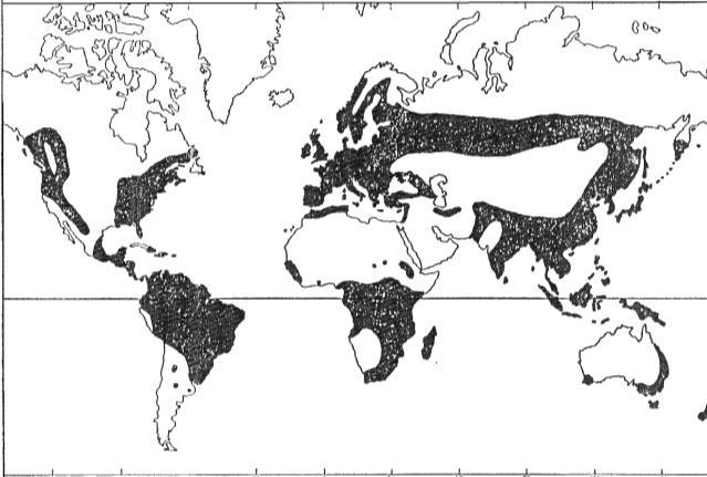 vyšší taxón sa vyskytuje na menšom, ale plošne ešte stále relatívne obrovskom území (napr. väčšia časť Európy, severná Afrika a pod.). Napr.